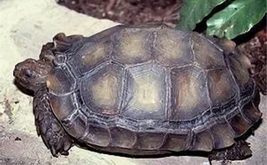 靴脚陆龟身份信息