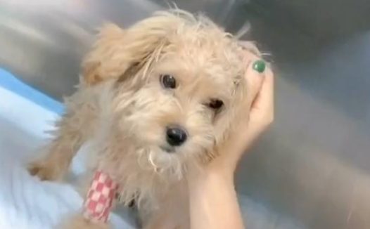 女孩把患病狗狗丢在马路边，不但没被责怪，反而被夸善良！