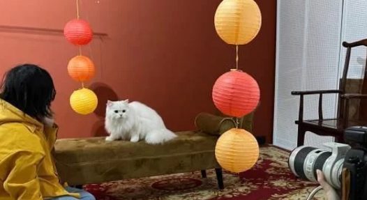 “Z世代”催热“它”经济:猫狗双全 舍得花钱