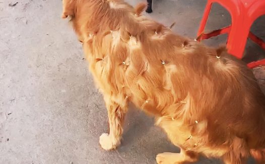 金毛去隔壁邻居玩，全身上下都被小姑娘扎满了辫子，狗：你看看我美吗？