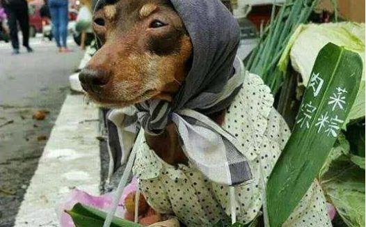 台湾一只狗狗帮主人摆摊卖粽子,竟然成了网红