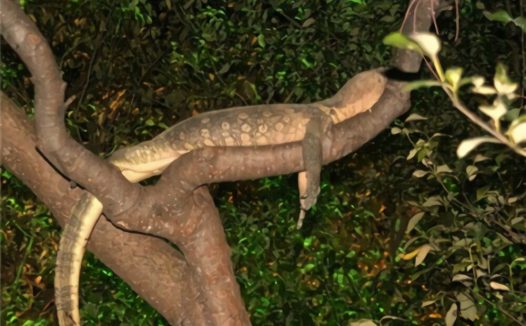 树巨蜥身份信息