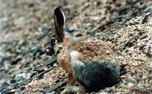 灰尾兔身份信息