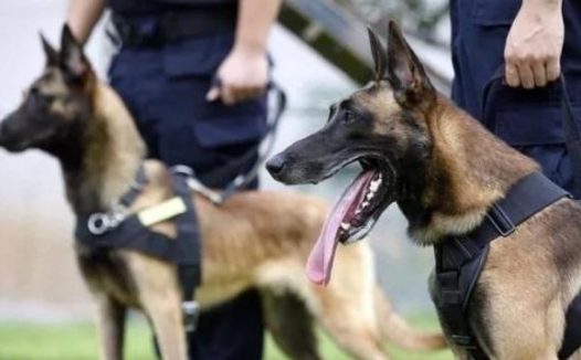 中国正在征用的5种军警犬，每一只都是保家卫国的能手！