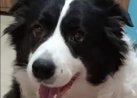 看吧，这是一条被宠坏的狗狗！