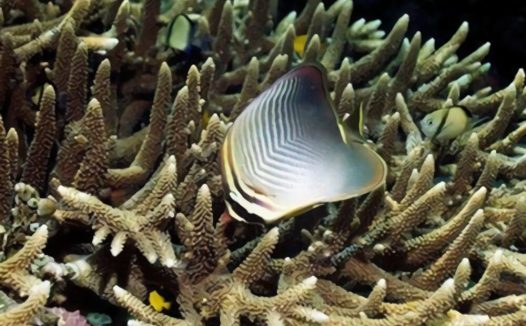 印度洋天皇蝶身份信息