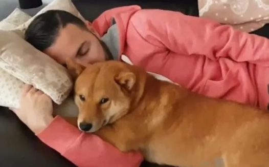 主人刚下班回家,柴犬就变成了“药膏”,狗:一天没抱我了