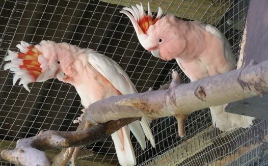 米切氏凤头鹦鹉身份信息