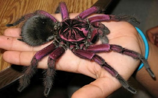 巴西粉红食鸟身份信息