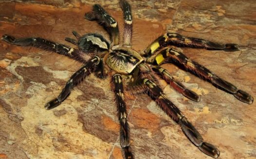 彼得逊华丽雨林蜘蛛身份信息