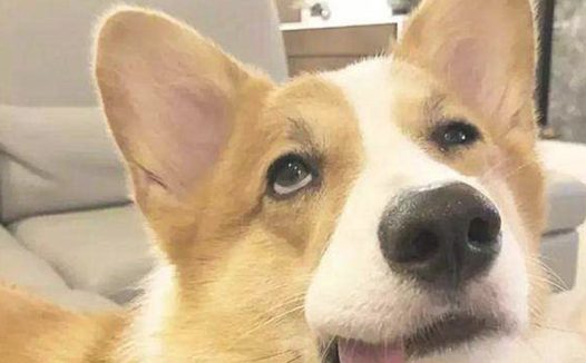 土狗和小主人百米赛跑，狗狗不小心把其踹倒后，祖父竟笑着离去？