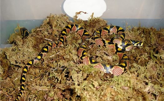 玉斑锦蛇身份信息