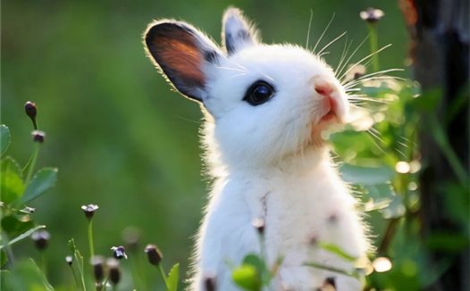 云南花兔身份信息