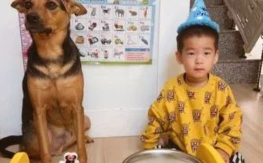 爆笑！戏精狗子和小主人玩游戏时听说自己“没救了”瞳孔瞬间放大