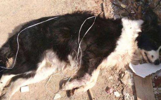 狗狗在暴雨中叫了一夜，主人没当回事，隔天起來肠道都悔青了！