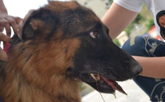 宠物狗吃食被骨头卡到牙齿 医院麻醉后才将其取出