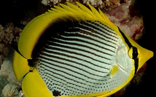 黑背蝴蝶鱼身份信息