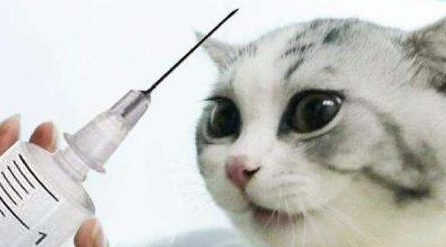 谨慎!猫咪注射“狂犬疫苗”的坏处,你还不知道吧