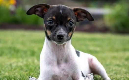 罕见畸形狗狗，许多兽医没把握，直到遇见他们，竟真有奇迹