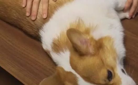 柯基被主人烤全狗，火候太难操纵，結果被主人烤糊了！