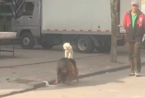 大爷带泰迪德牧溜达,泰迪累着就要德牧背,德牧:我真的很难