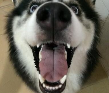 家中空调坏了,狗急跳墙的主人竟让二哈给他们扇扇子网民:就是我头晕眼花了没有