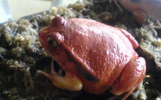 安东吉利红蛙身份信息