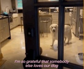 14岁老狗到处串门，邻居：我没有狗，却过上了有狗的日子