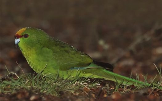 黄额鹦鹉身份信息