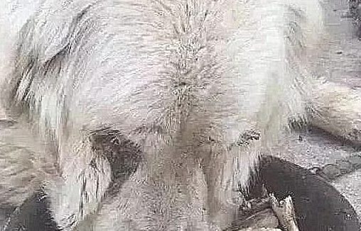 女孩不管不顾家人抵制，收养又脏又丑的流浪狗，2月后狗狗极致成长