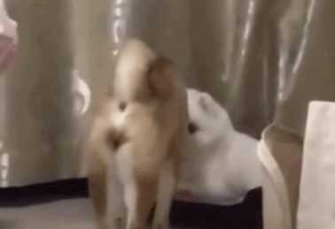 柴犬靠近小博美，以为爱情要来了，结果…噗哈哈哈！