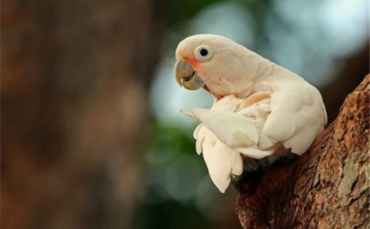 戈芬氏凤头鹦鹉身份信息
