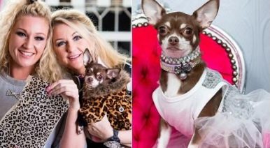 吉娃娃生活超享华成名媛 网友叹“人不如狗”