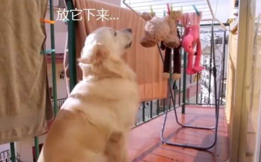 金毛的玩具被洗了，結果它蹲在阳台一天，狗：快放他们出来