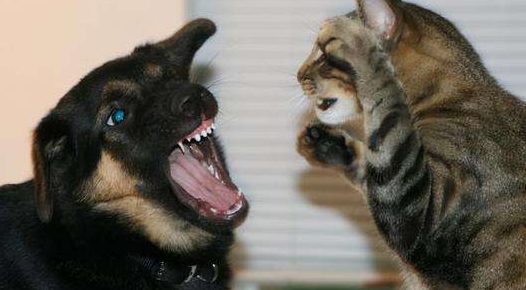 加拿大一只猫一战成名,连着干哭七条比特犬,还有两只住了院