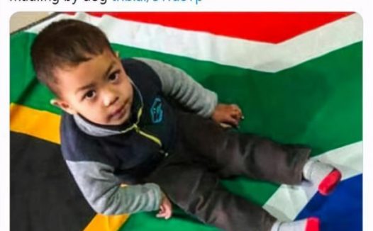 慎养烈性犬!3岁聋哑男童被比特犬攻击,因无法呼救惨遭默默撕咬