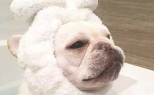 老感觉狗狗脸部有股熟悉的味道,这一下终于了解是怎么回事了……