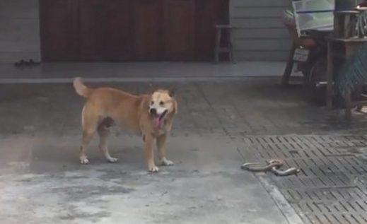 小狗忽然瘋狂大喊，主人赶快跑去查询，认清后一瞬间被吓的打冷噤