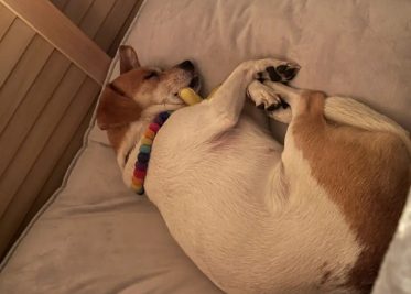 好好的狗窝你不睡,这些犄角旮旯你偏要来!