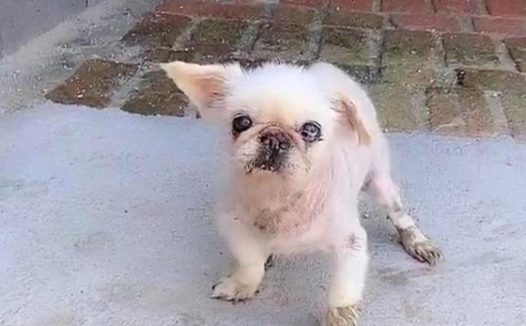 丢半年的京巴犬，竟出现在2千公里以外城市