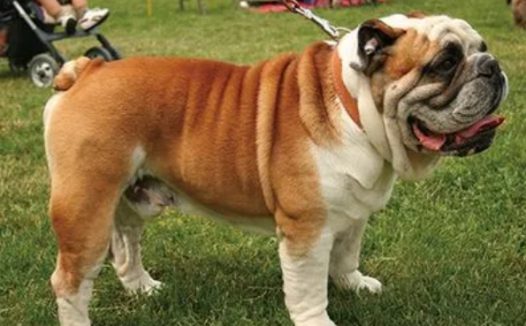 英国斗牛犬心脏病 | 感动已哭!4件超暖心案例,饲主陪老毛孩一起“抗老”