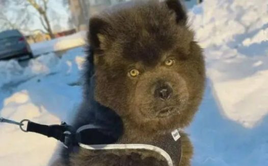 男子养了一只“黑熊”，狗狗：熊说的是我吗？