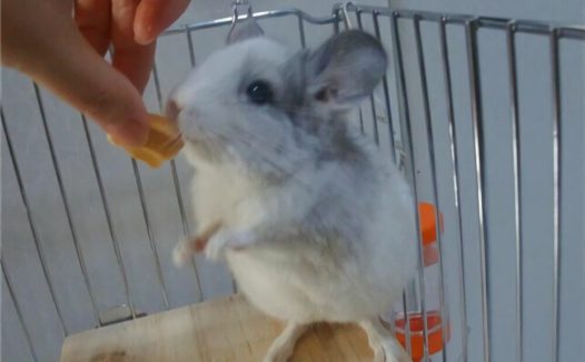 银斑龙猫身份信息