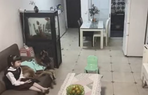 德国牧羊犬督促妹妹做功课，谁料妹妹竟不理会