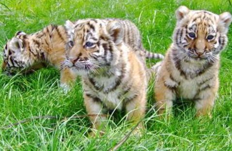 泉州:公狮母虎产下小狮虎兽 虎妈无心奶娃 暂由狗妈妈喂奶