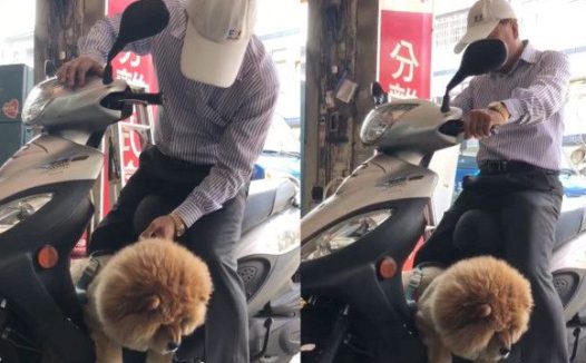 超黏阿公鬆狮犬 逐渐取得正宫女儿地位