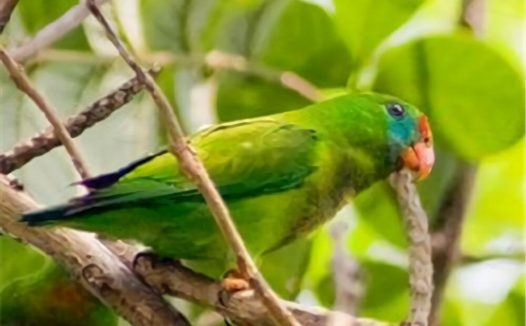 菲律宾悬吊鹦鹉身份信息