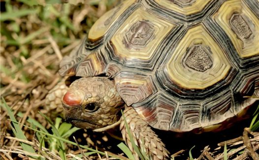 鹰嘴陆龟身份信息