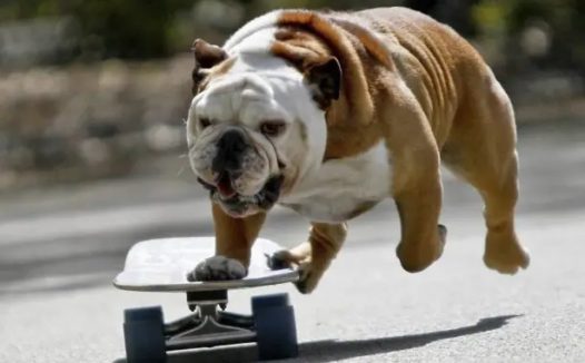 遛狗未拴绳宠物犬被车撞死,犬主人能主张精神损害抚慰金吗?