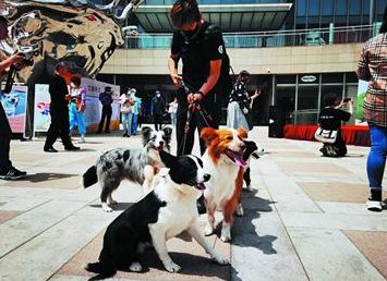 爱它，就请对它负责 青岛公安联合多部门开展文明养犬宣传暨公益领养活动 20多名好心人想带“汪星人”回家